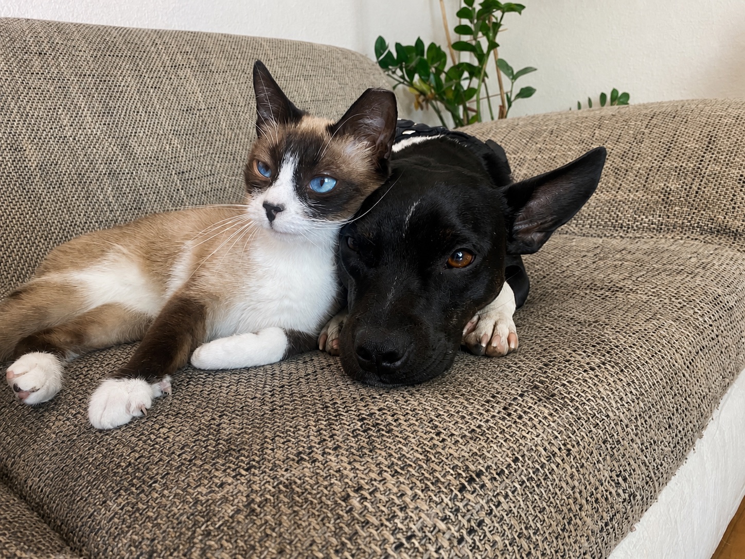 Ein schwarzer Hund und eine Katze liegen ruhig nebeneinander auf einem Sofa.