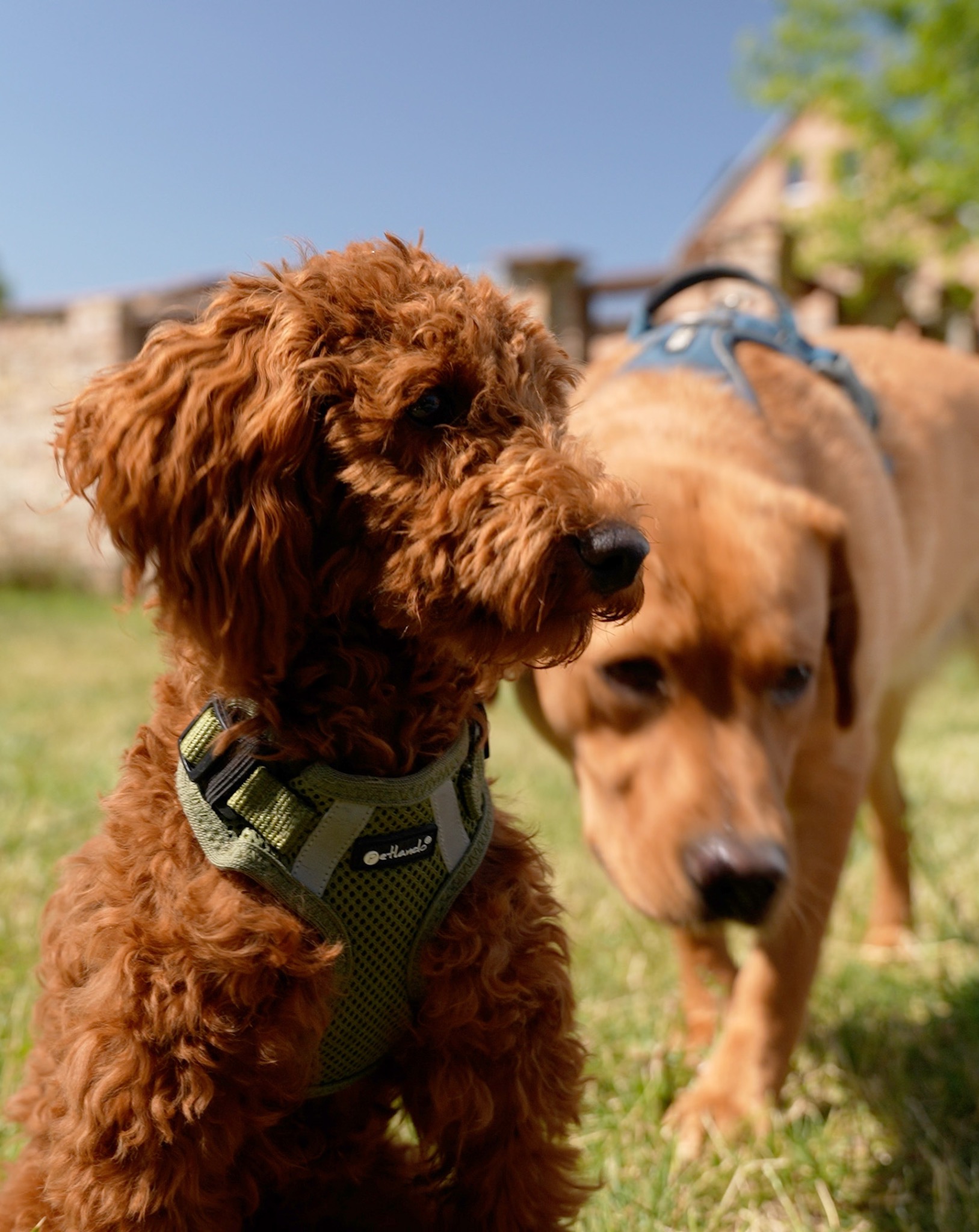 Zwei Hunde in einer gesicherten Betreuungssituation.