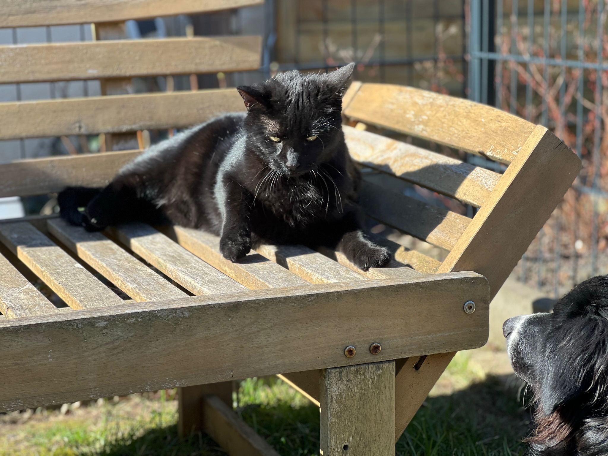 Katzen in einem strukturierten, gesicherten Außenbereich.