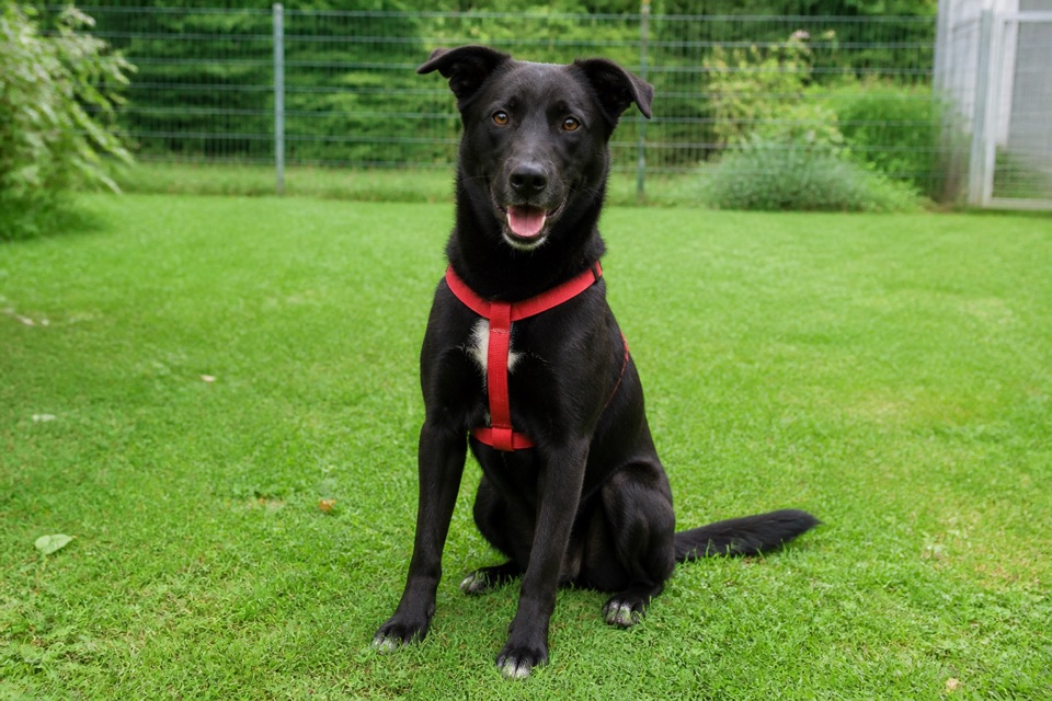 Synthetisches Vermittlungsfoto eines schwarzen Hundes auf einer Wiese