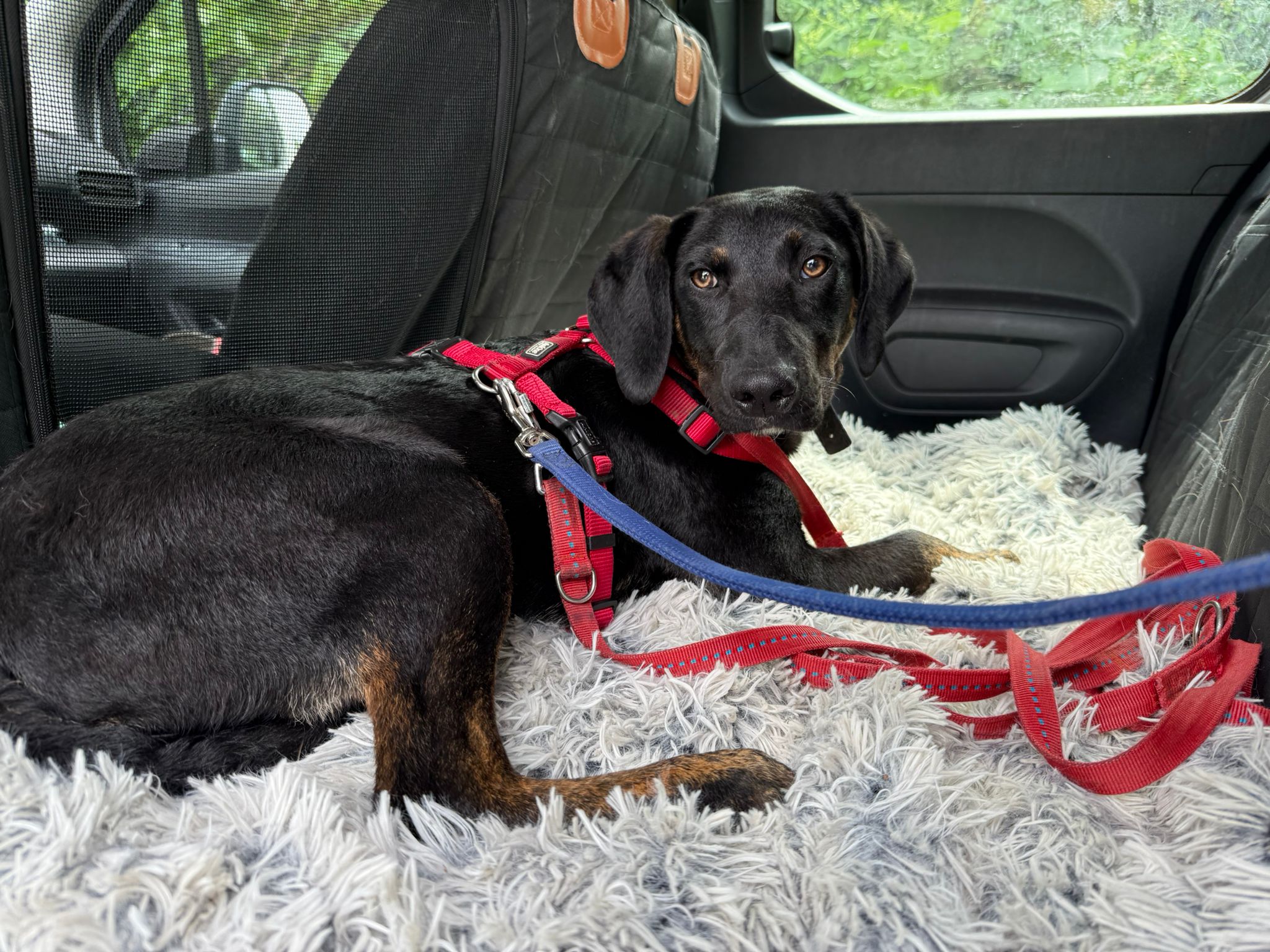 Gesicherter Hund während eines fachgerechten Transports.