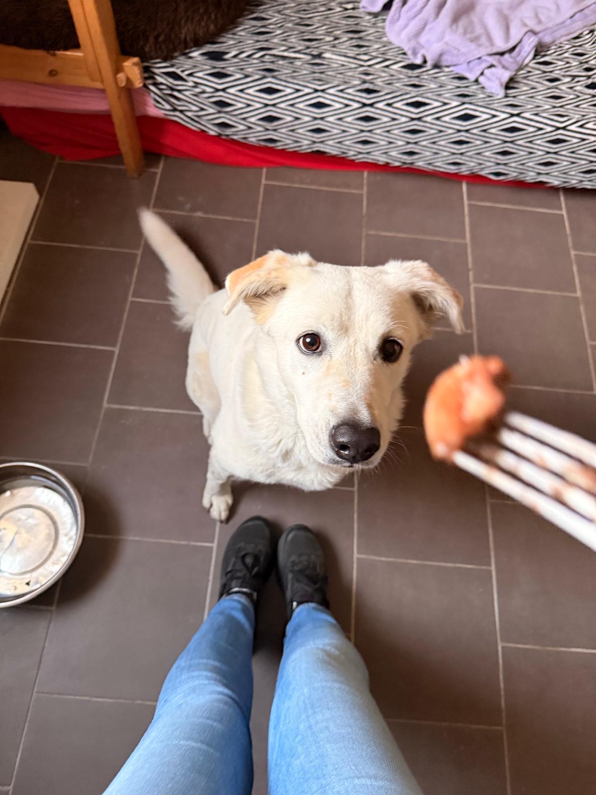 Hera schaut aufmerksam zu einer Person, die ihr Futter anbietet