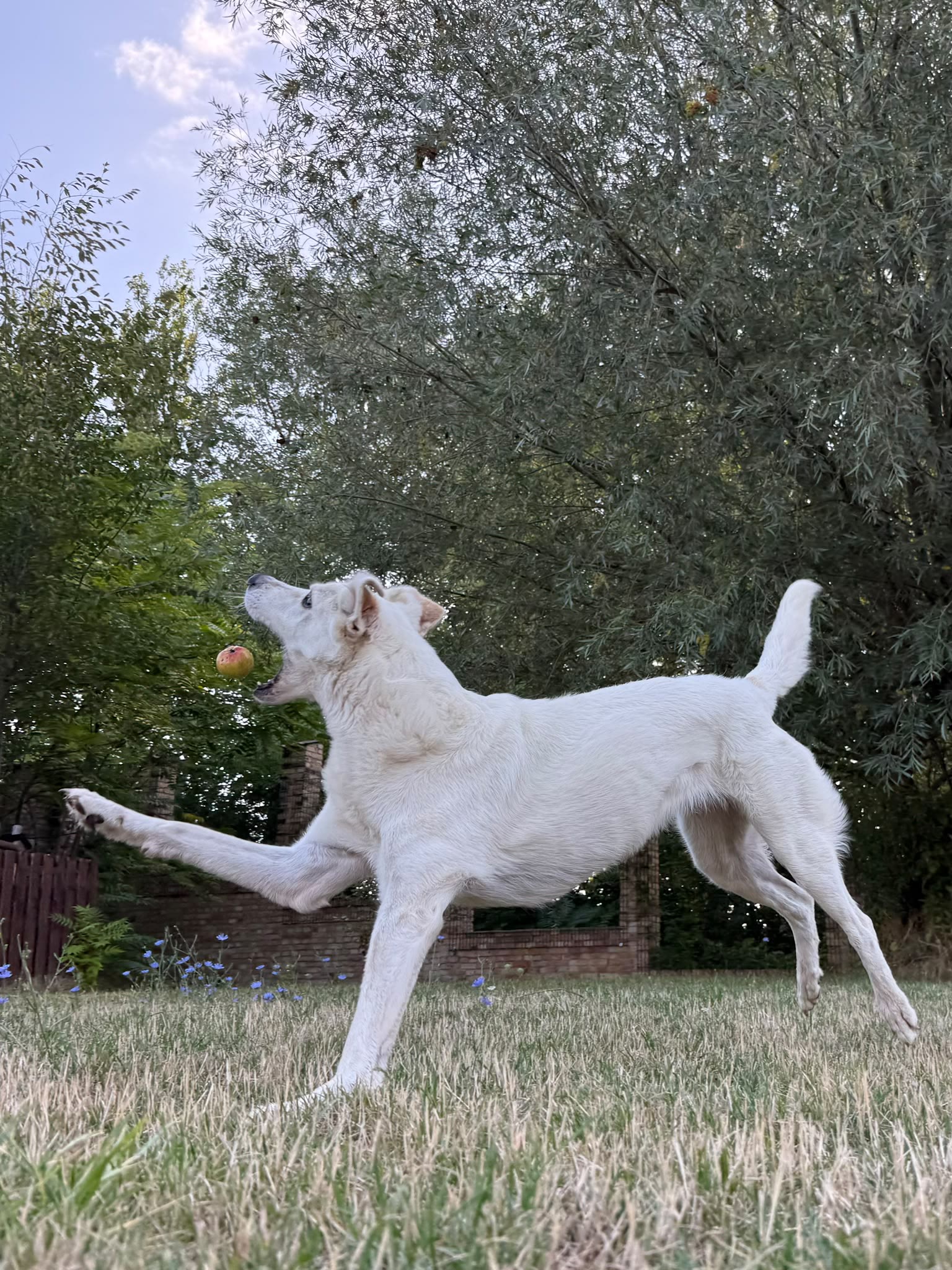 Hera spielt aufmerksam mit einem Apfel auf der Wiese