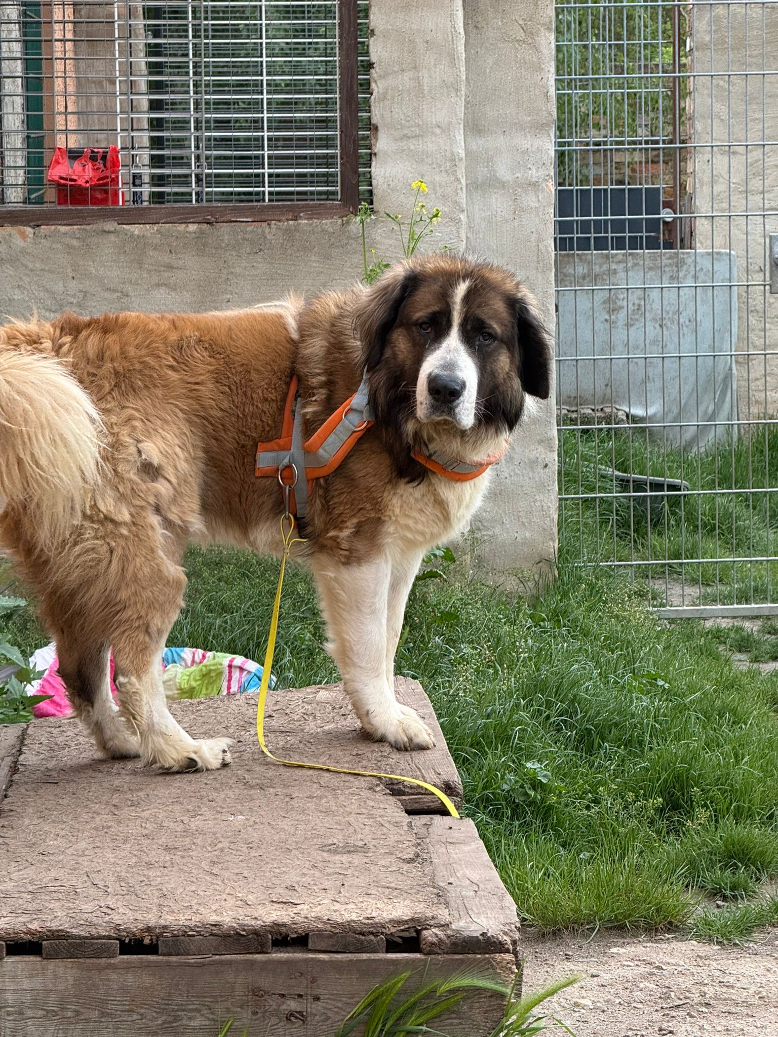 Igor im großzügigen Außengelände