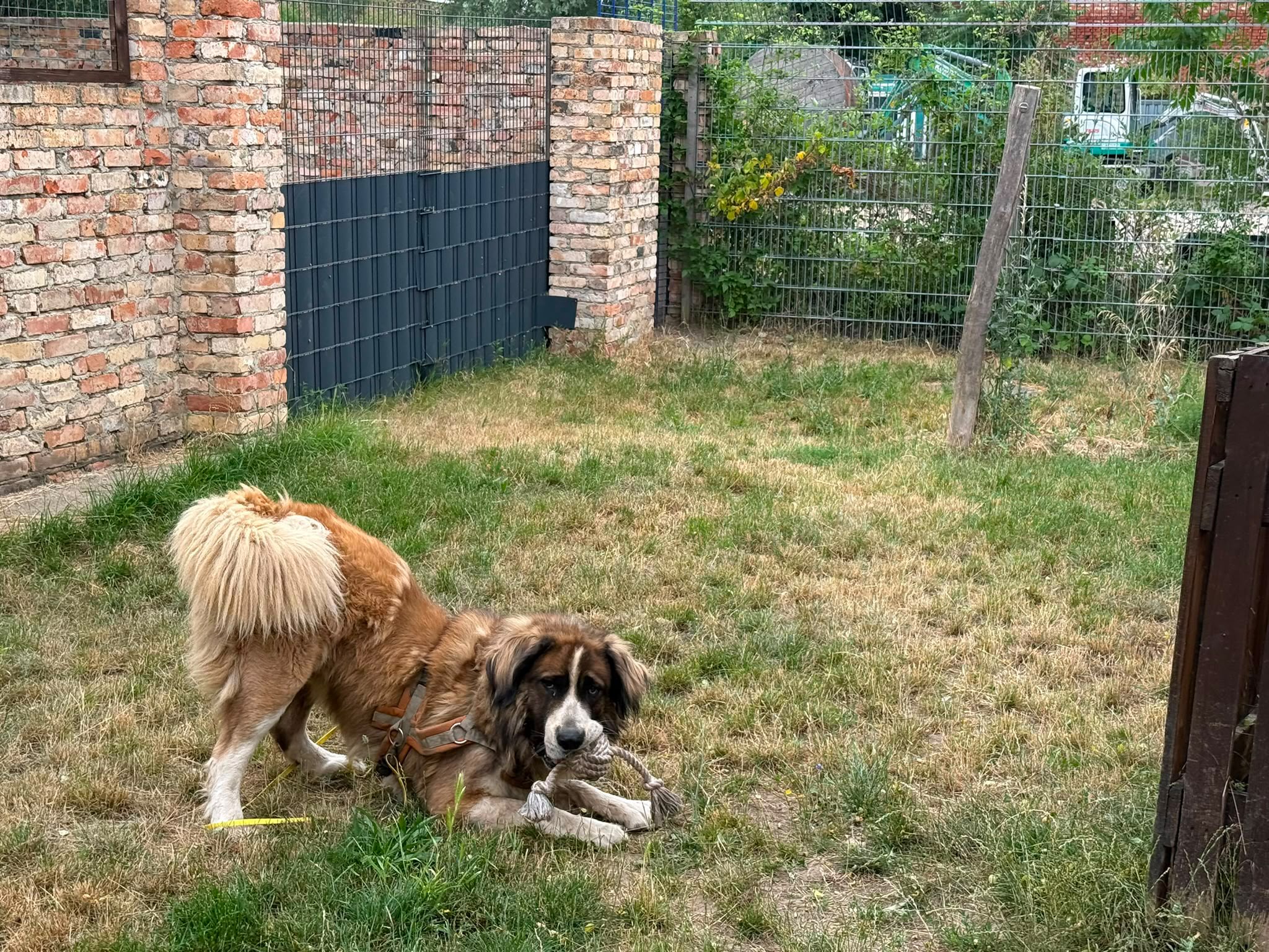 Igor liegt mit Spielzeug auf der Wiese