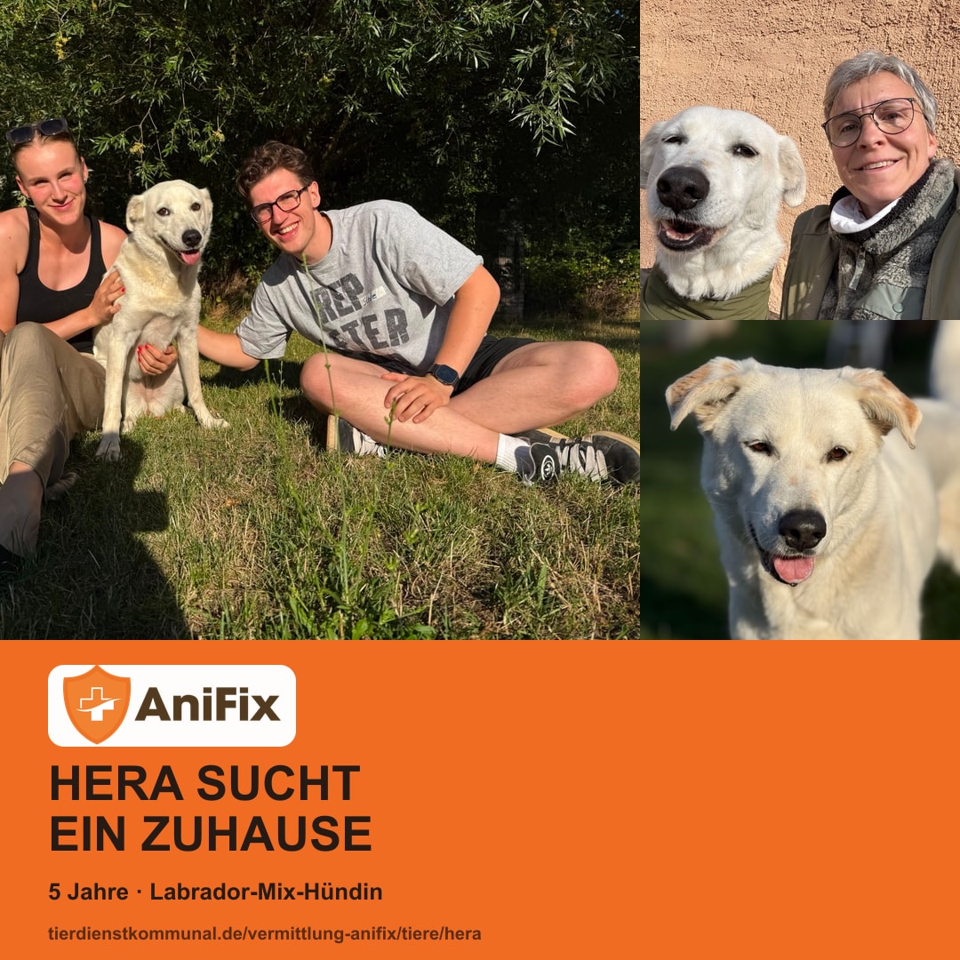 Social-Media-Collage für Hera